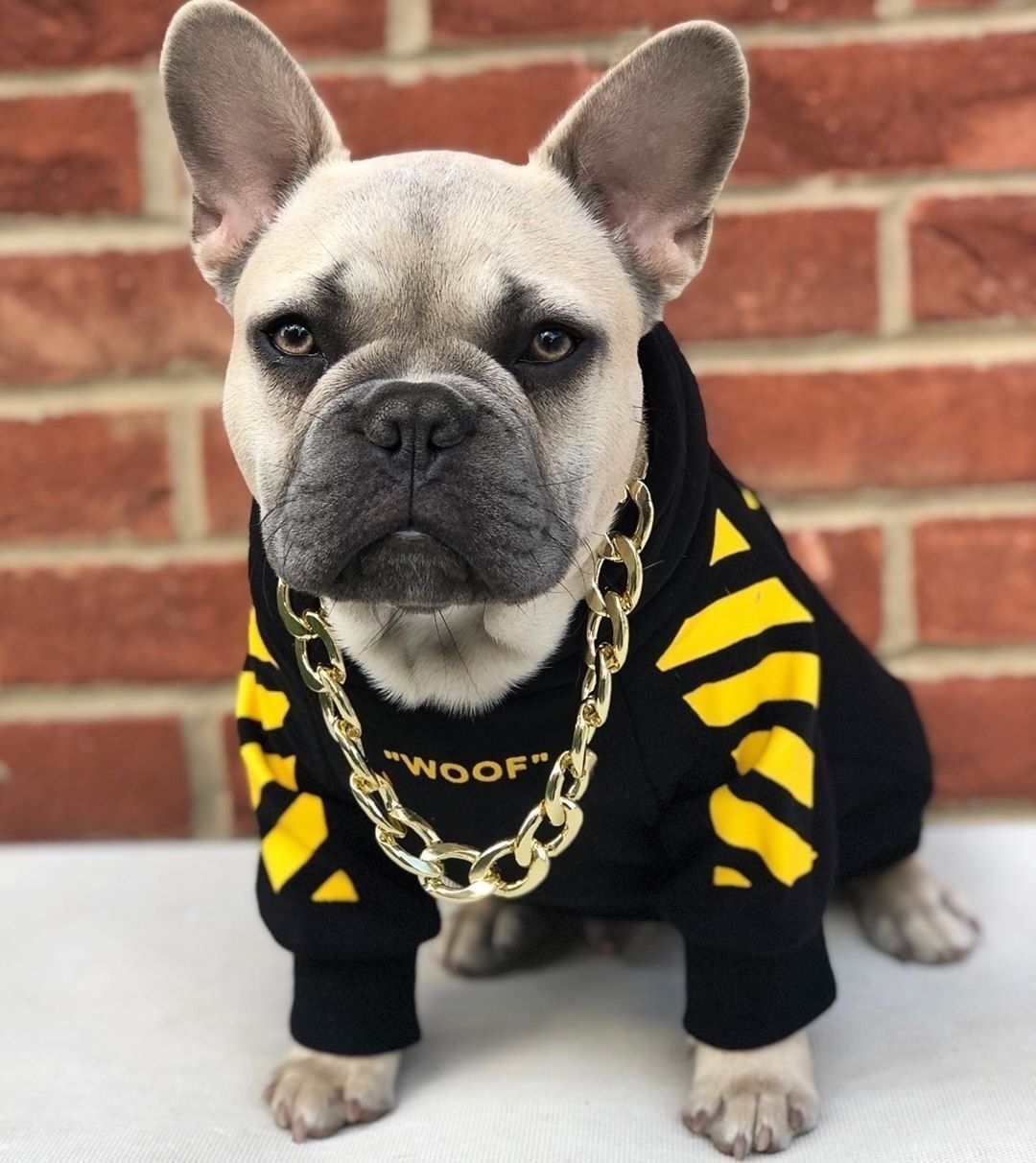 three-stripe dog sweater spoof